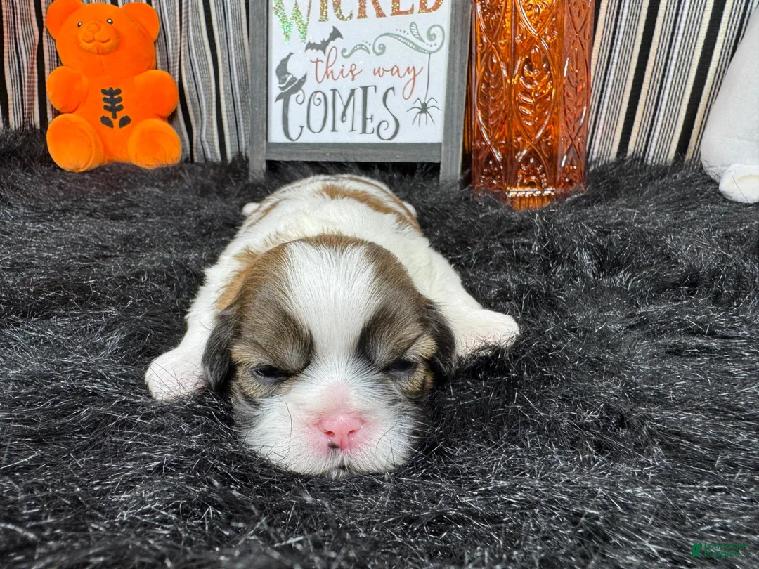 Shih Tzu dogs for sale: Shih Tzu 1 - Ad 2