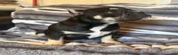 American Bully dogs for sale: Sarah  - Ad 3