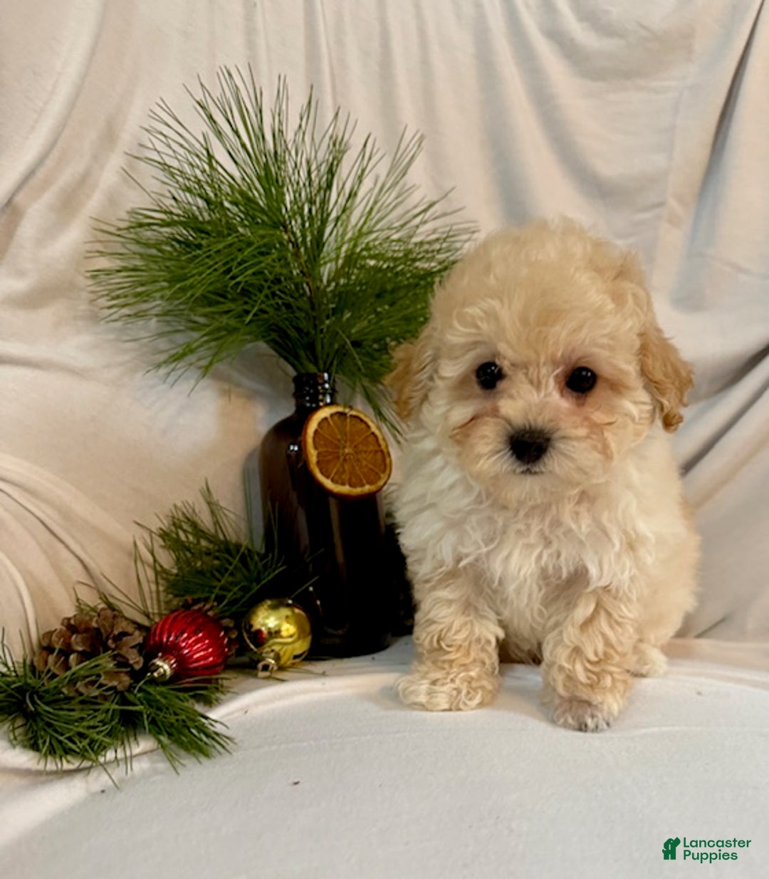 Toy Poodle dogs for sale: Gene - Ad 4