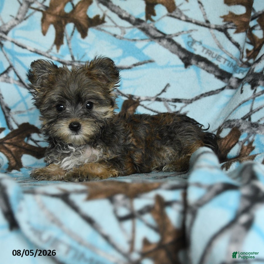 Morkie dogs Zoe - Ad 2