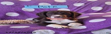 Pete