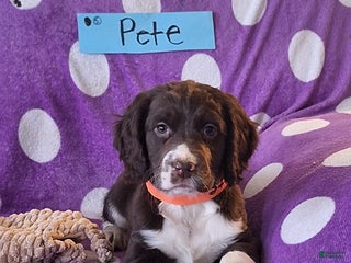 English Springer Spaniel dogs Pete - Ad 3