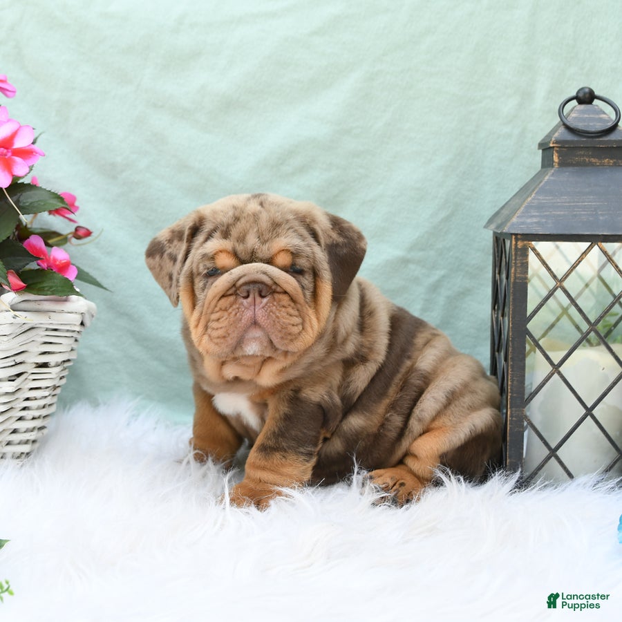 English Bulldog dogs Captain - Ad 2