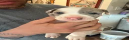 Mixed Breed dogs for sale: Mixed Breed 5 - Ad 2
