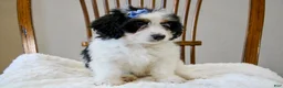 Mini Bernedoodle dogs for sale: Skye  - Ad 3