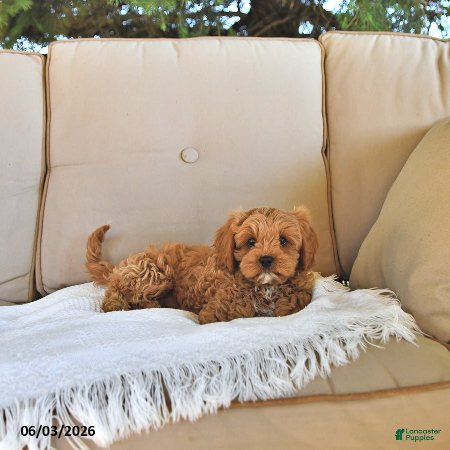 Cavapoo dogs for sale: Bella Mia - Ad 3