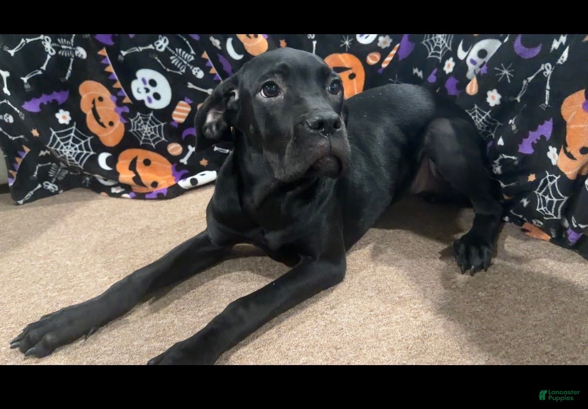Cane Corso dogs Cane Corso piper  - Ad 23
