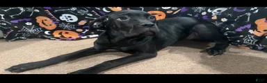 Cane Corso piper 