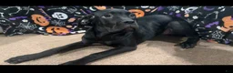 Cane Corso dogs for sale: Cane Corso piper  - Ad 1