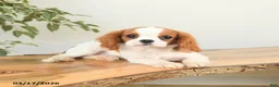 Cavalier King Charles Spaniel dogs for sale: Cash - Ad 3