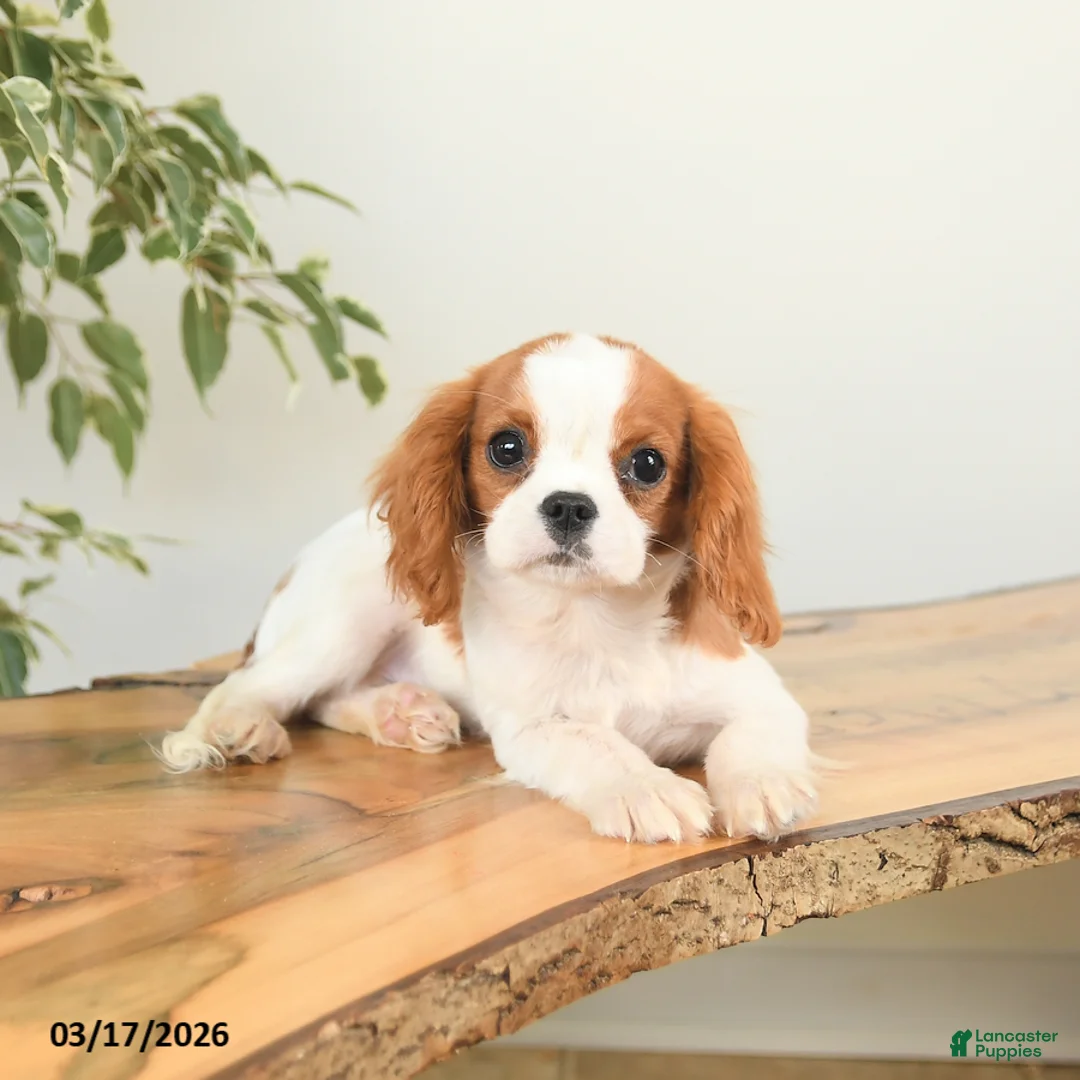 Cavalier King Charles Spaniel dogs for sale: Cash - Ad 3
