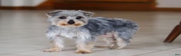 Morkie dogs for sale: Bandit - Ad 6