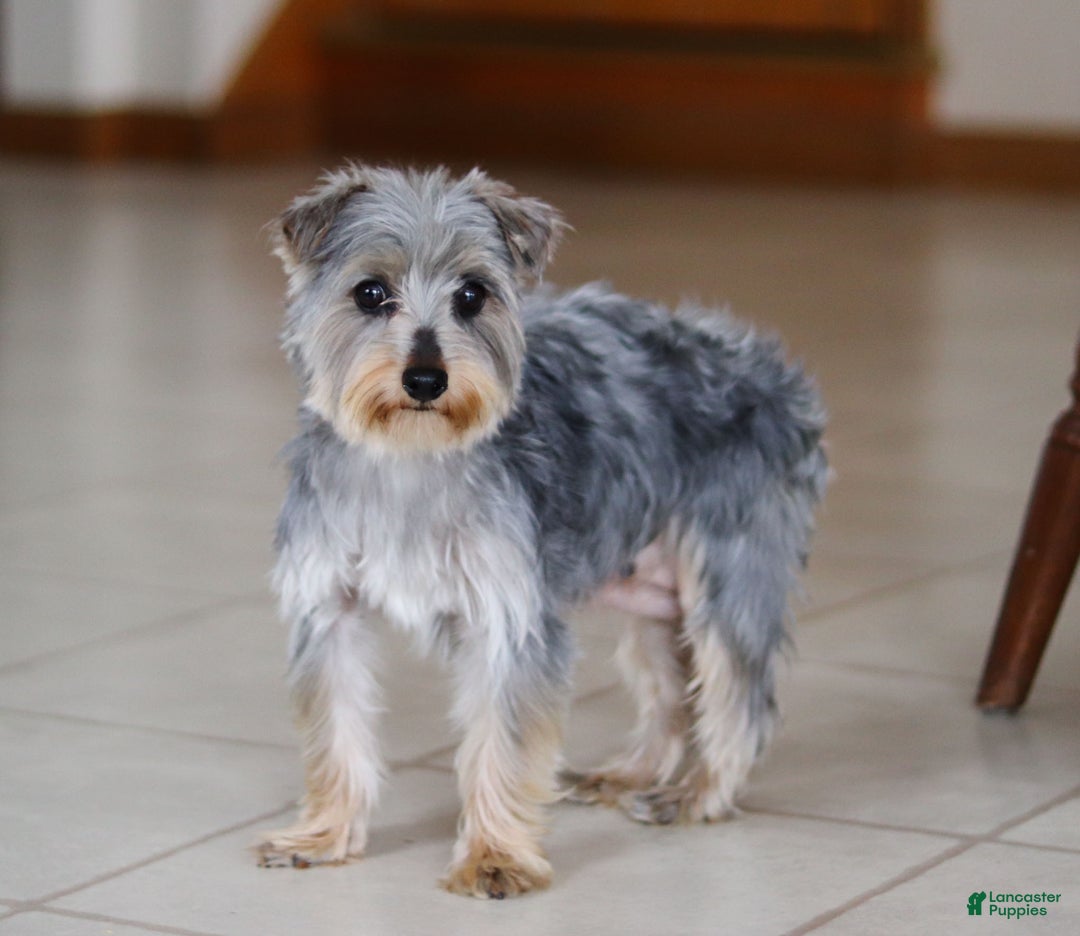 Morkie dogs for sale: Bandit - Ad 6
