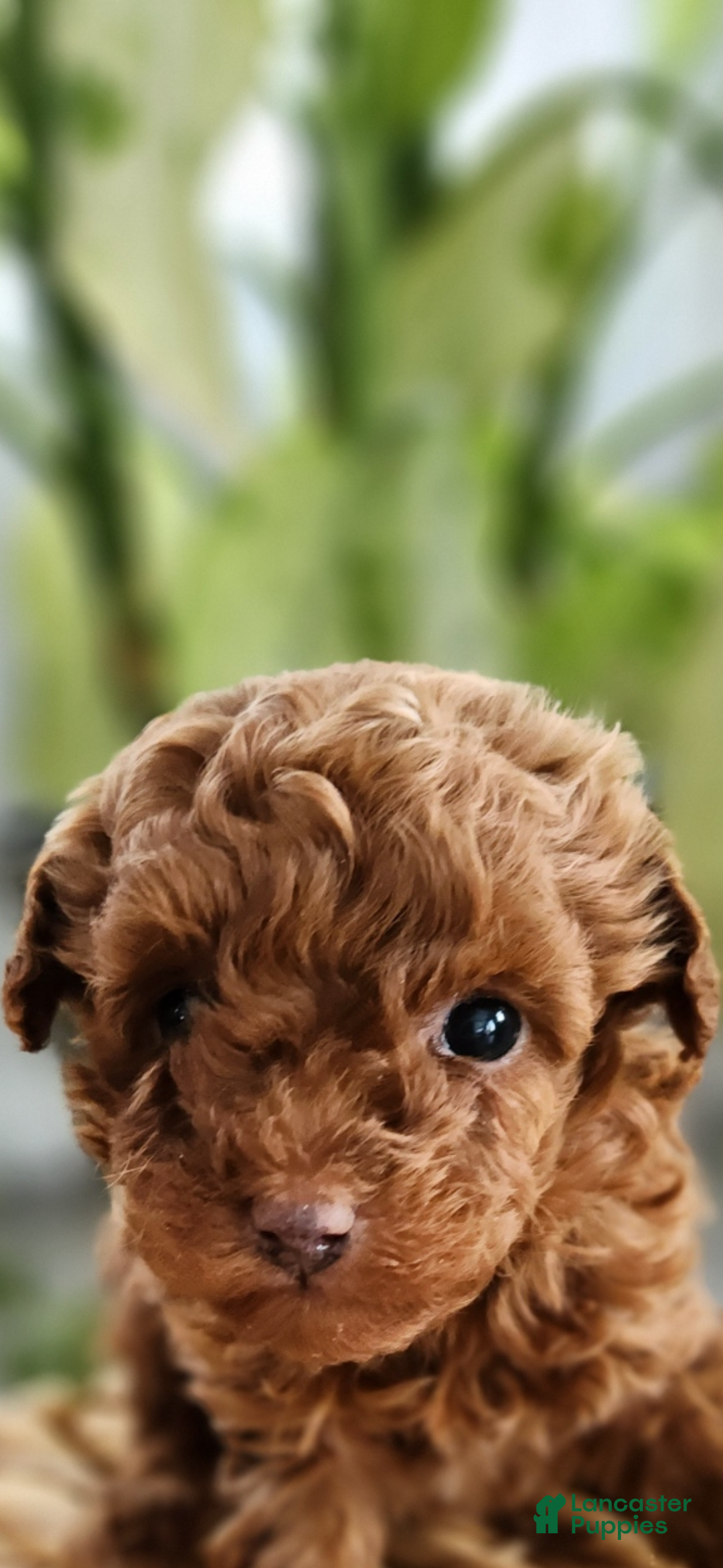 Toy Poodle dogs for sale: Teacup Thomas-AKC GENETICALLY TESTED - Ad 3