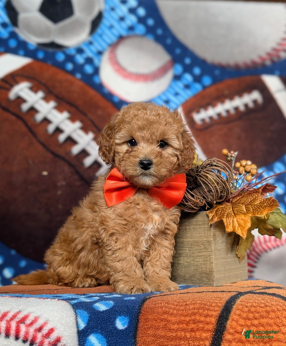 Mini Goldendoodle dogs for sale: Trace 10 lbs Full Grown - Ad 3