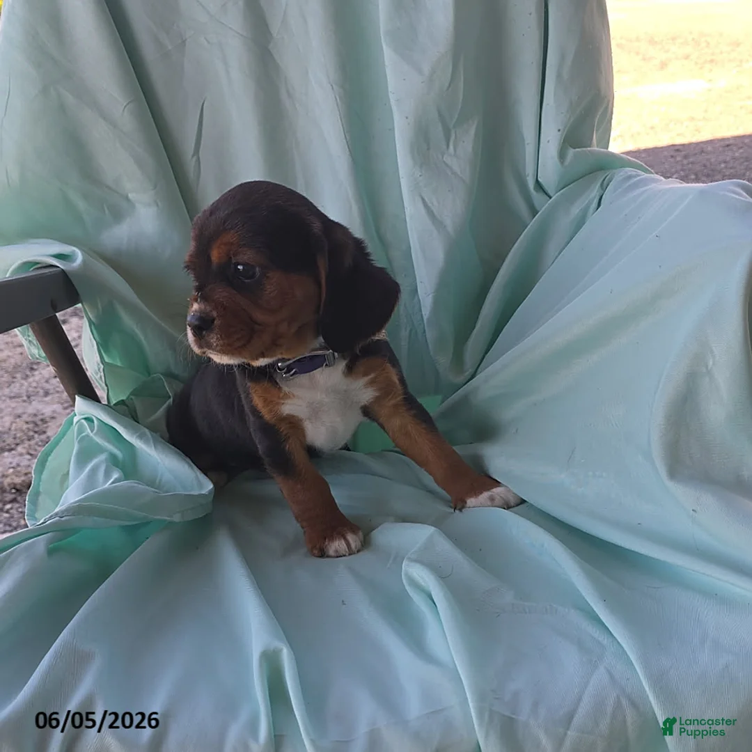 Beaglier dogs for sale: Pearl - Ad 4