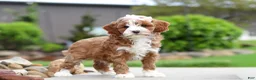 Cavapoo dogs for sale: Peaches - Ad 3