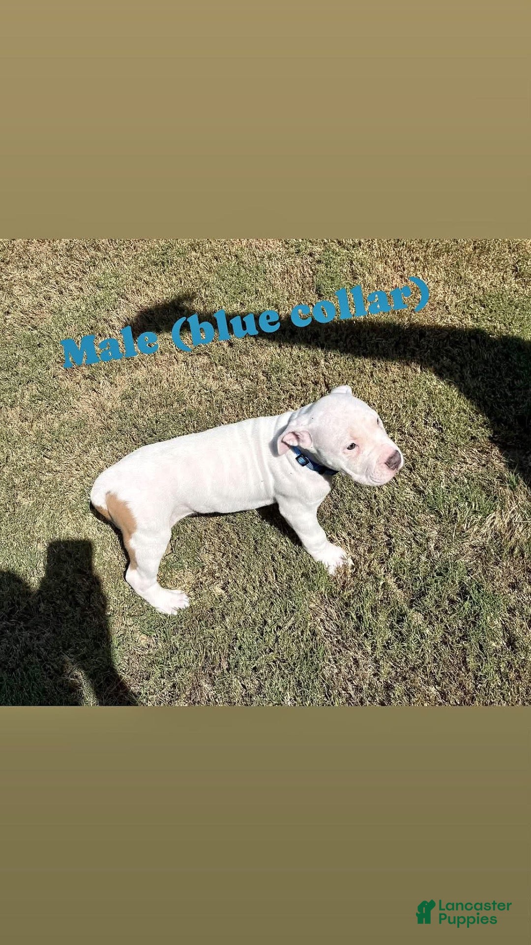 Bull Terrier