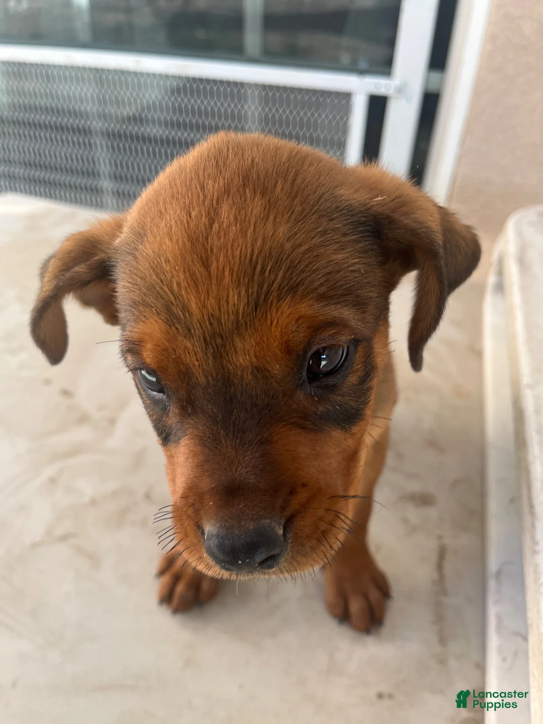 Mixed Breed dogs for sale: Mixed Breed 6 - Ad 1