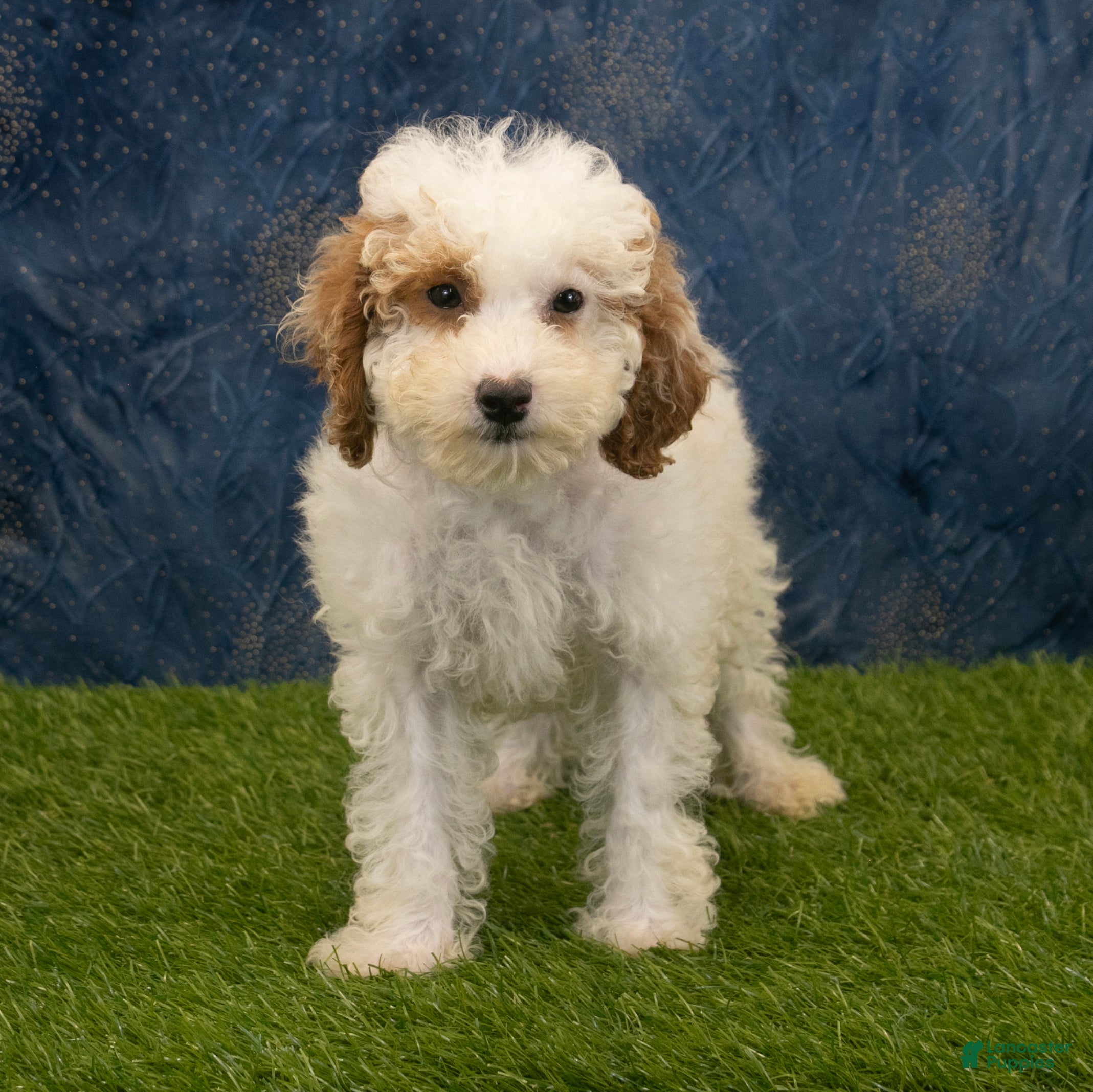 Miniature Poodle dogs Sabrina - Ad 2