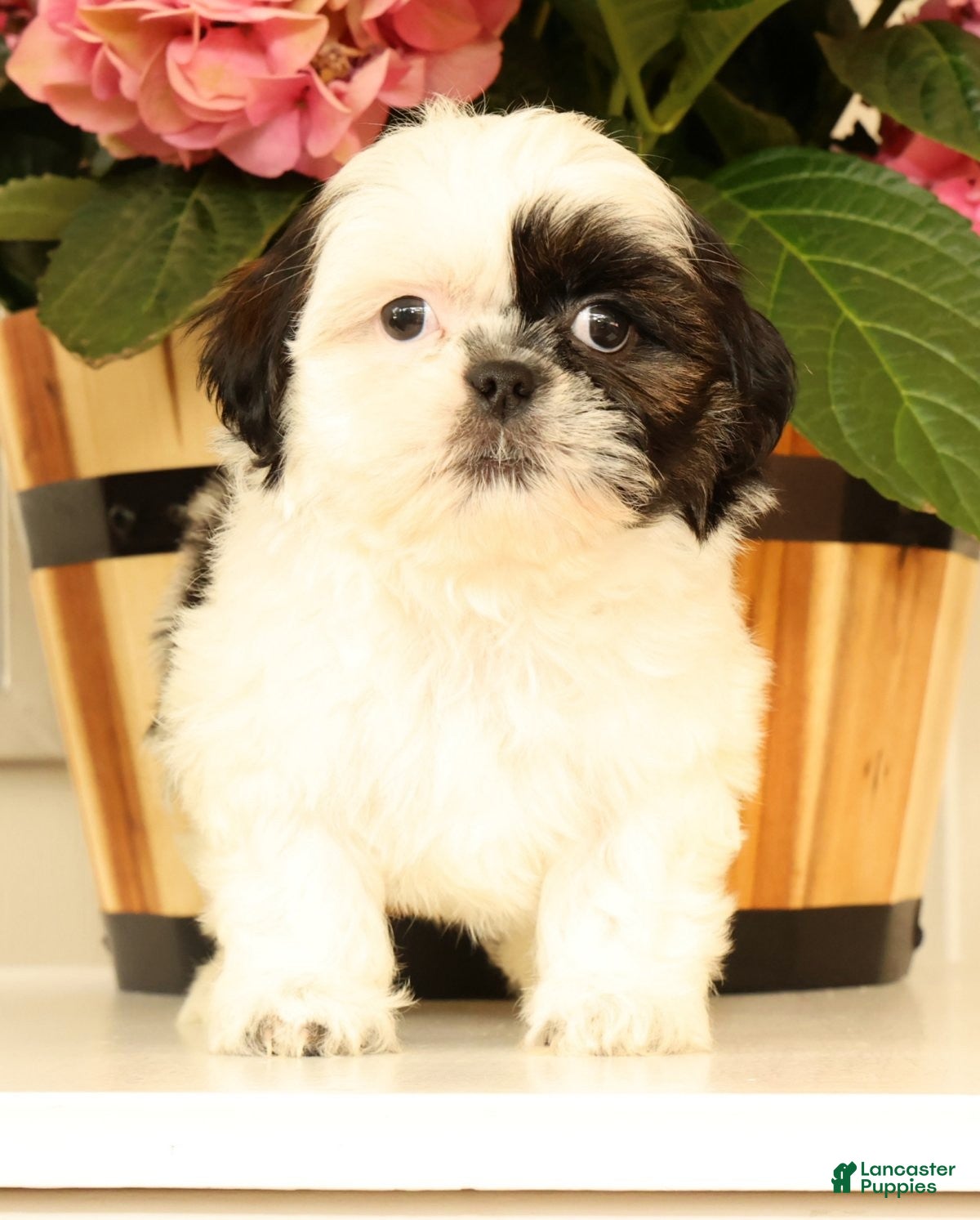Malshi dogs for sale: Mila - Ad 4