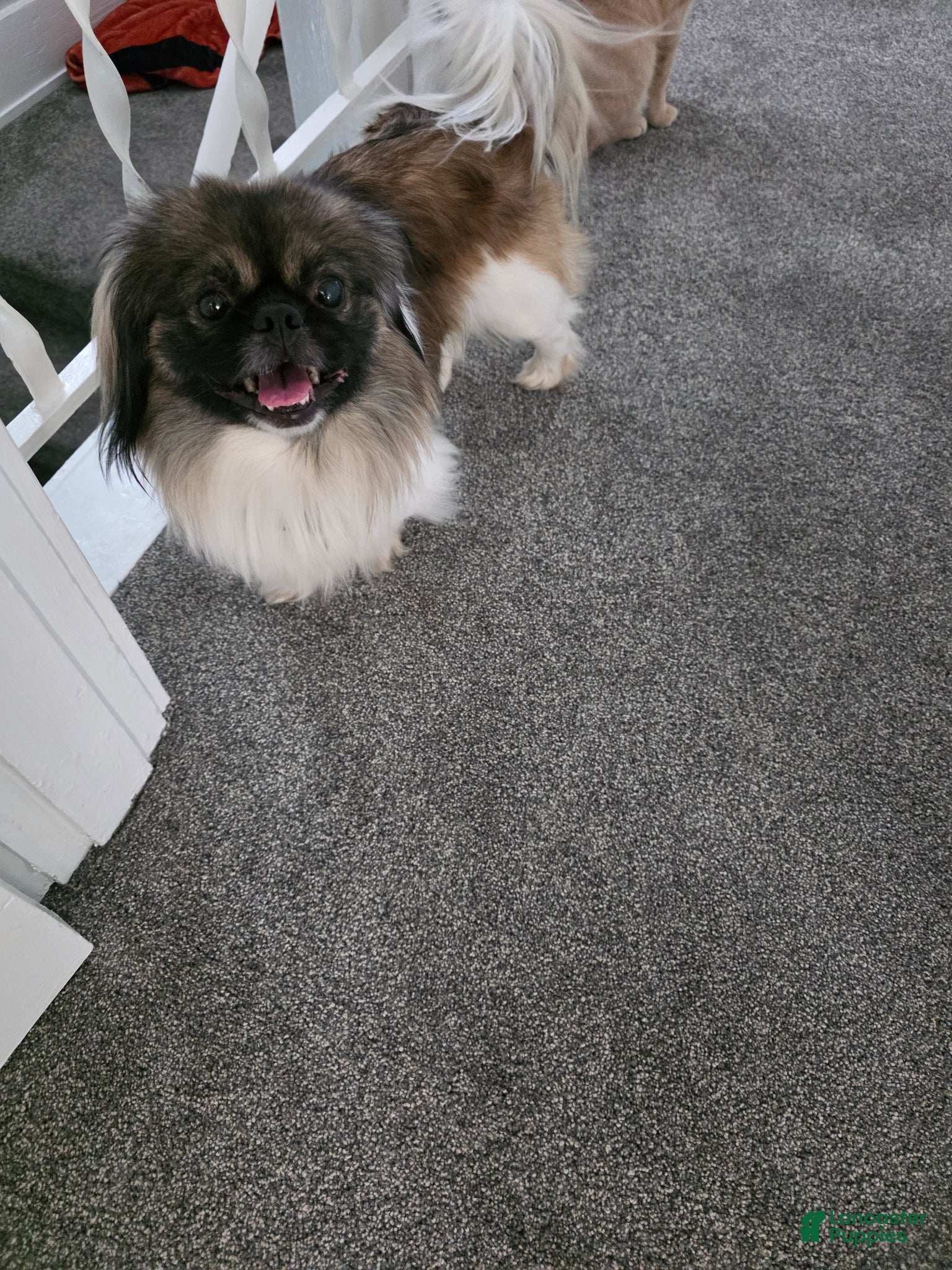 Pekingese dogs Stud listing - Ad 1
