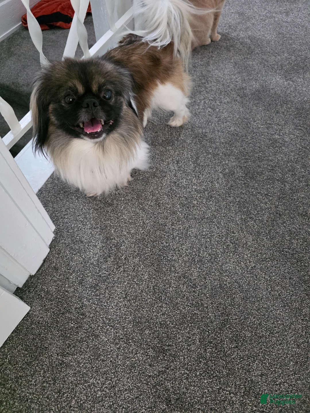 Pekingese dogs for stud: Stud listing - Ad 1