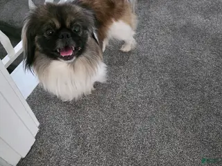 Pekingese dogs Stud listing - Ad 1