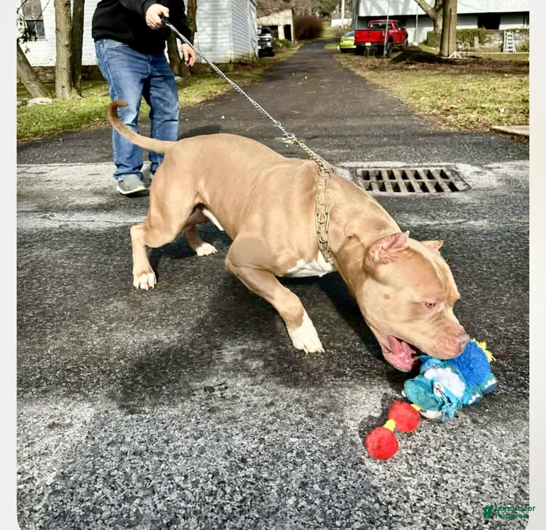 Gallery Image {{count}}