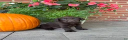 Labrador Retriever dogs for sale: Miles - Ad 2