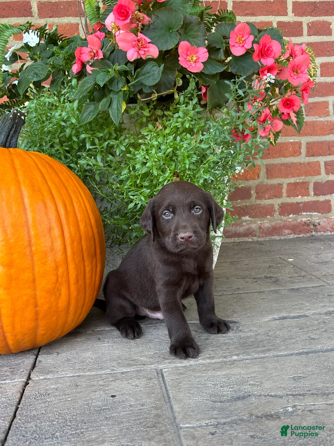 Labrador Retriever dogs for sale: Miles - Ad 2