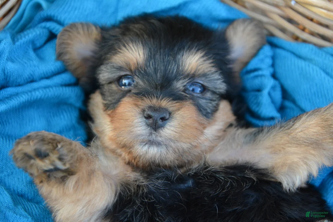 Yorkshire Terrier dogs for sale: Jackie - Ad 6