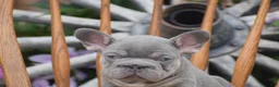 French Bulldog dogs for sale: Zoey - Ad 3