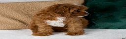 Cavapoo dogs for sale: Audi - Ad 9