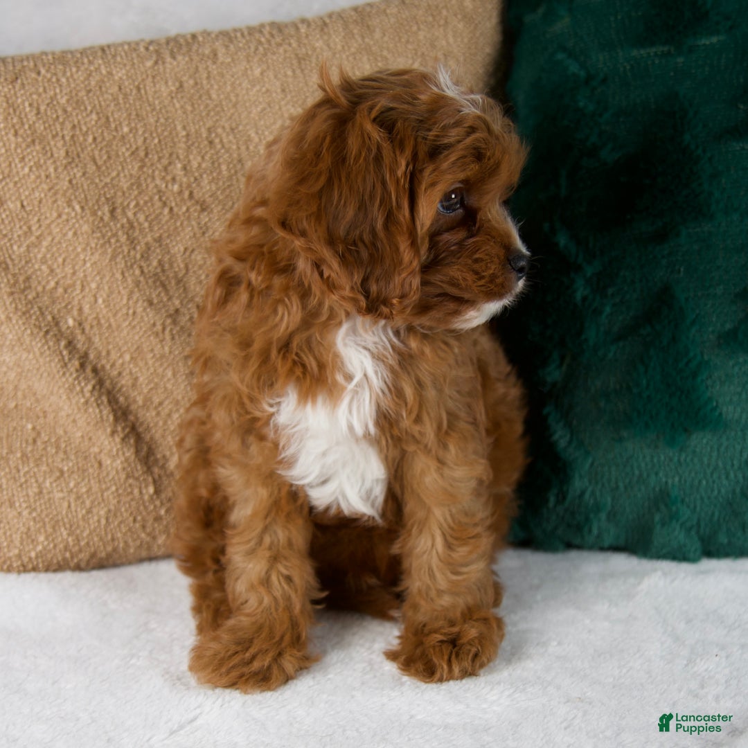 Cavapoo dogs for sale: Audi - Ad 9