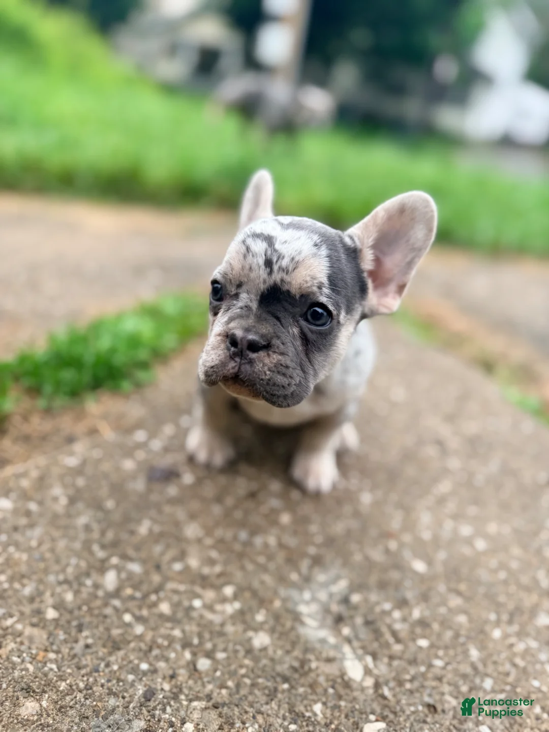 French Bulldog dogs for sale: Nico Poco - Ad 2