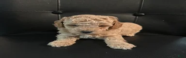 Mini Goldendoodle 1 Lucho