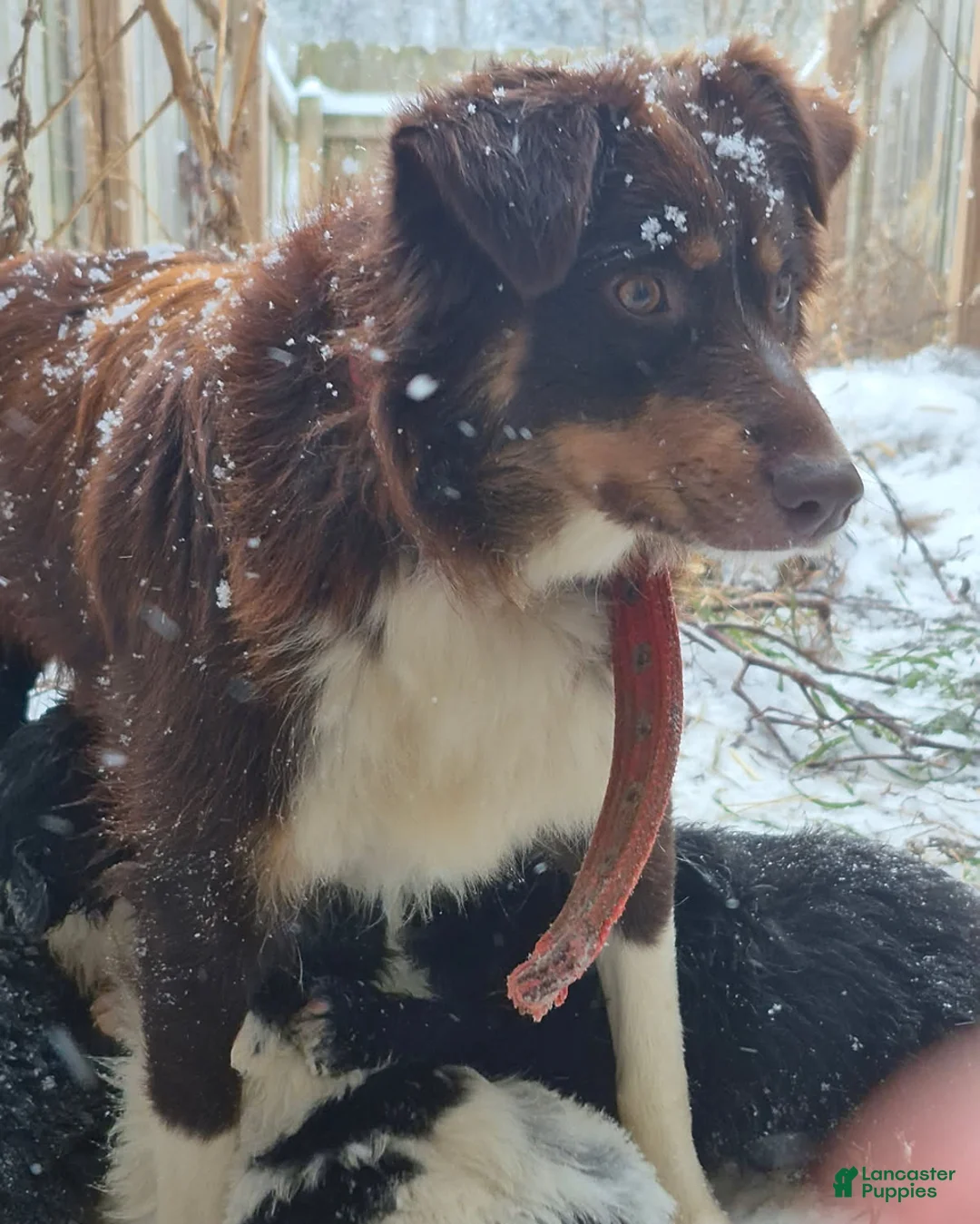 Aussiedoodle dogs for sale: Dally - Ad 8