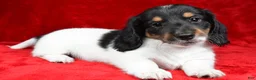 Miniature Dachshund dogs for sale: Logan - Ad 3