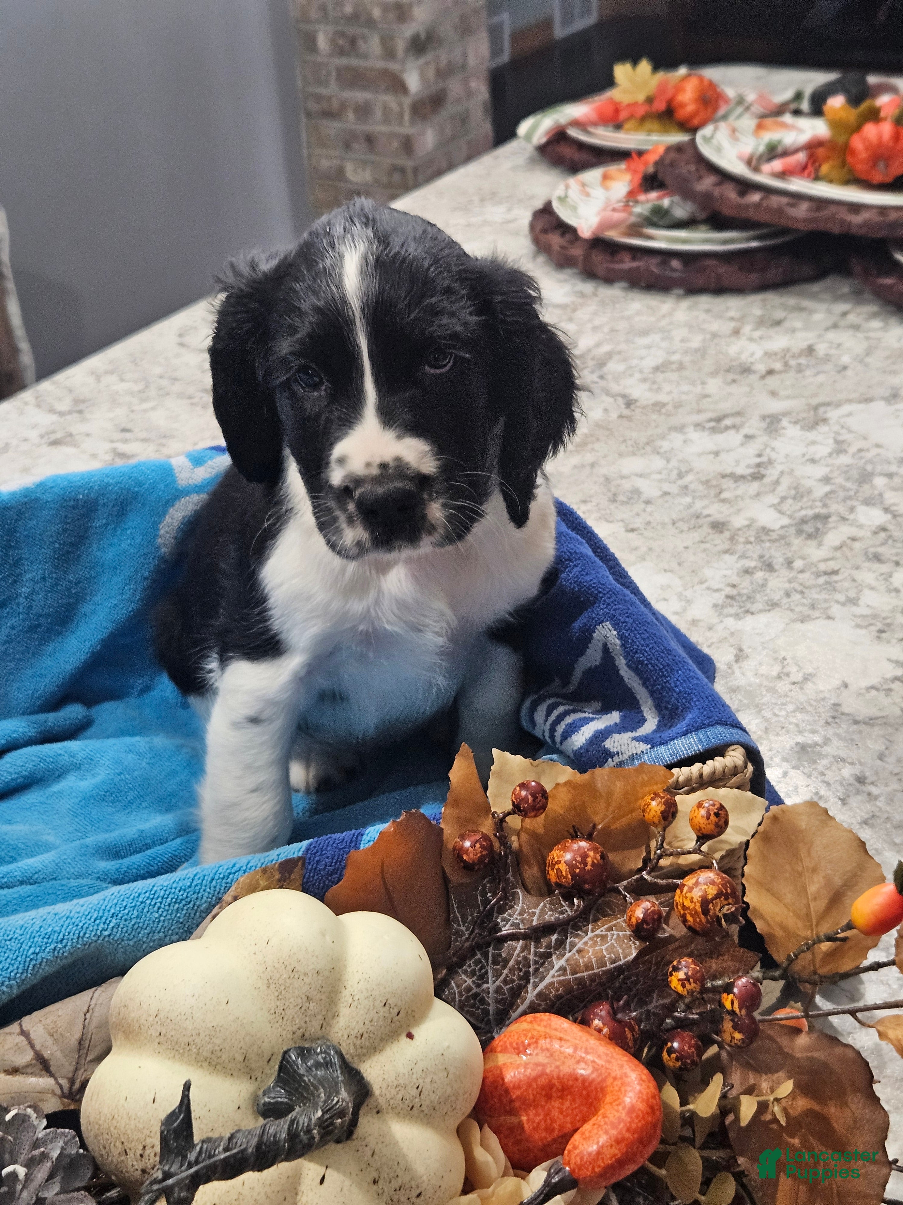 English Springer Spaniel dogs English Springer Spaniel 7 - Ad 1
