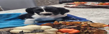 English Springer Spaniel 7