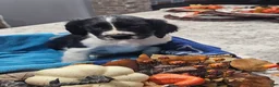 English Springer Spaniel dogs for sale: English Springer Spaniel 7 - Ad 1