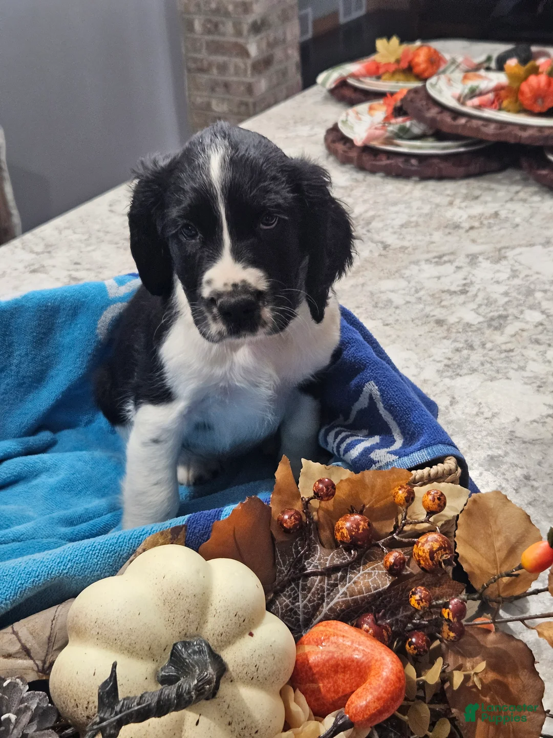 English Springer Spaniel dogs for sale: English Springer Spaniel 7 - Ad 1