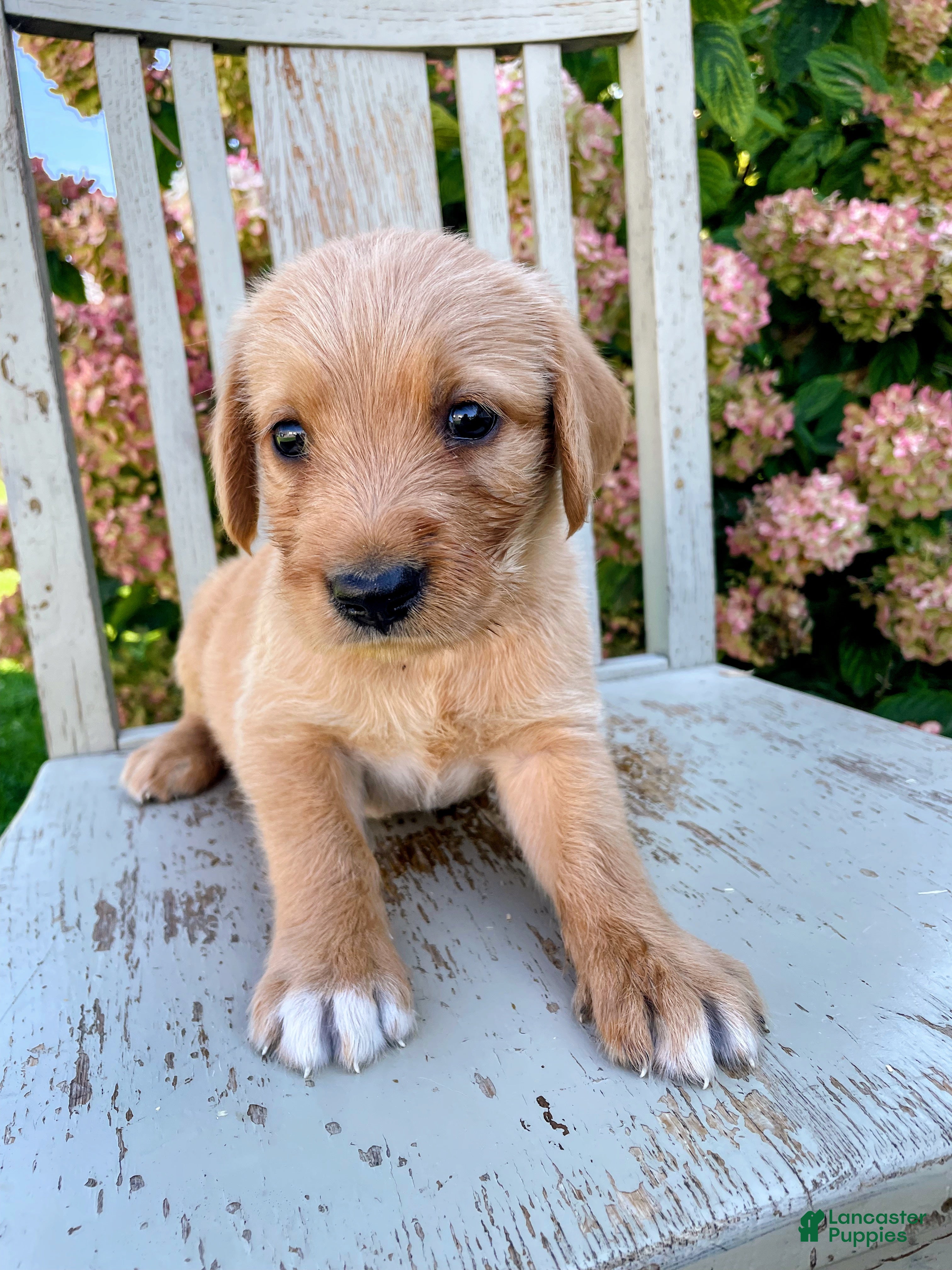 Mixed Breed dogs Peanut - Ad 1