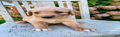 Peanut