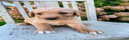 Mixed Breed dogs for sale: Peanut - Ad 1