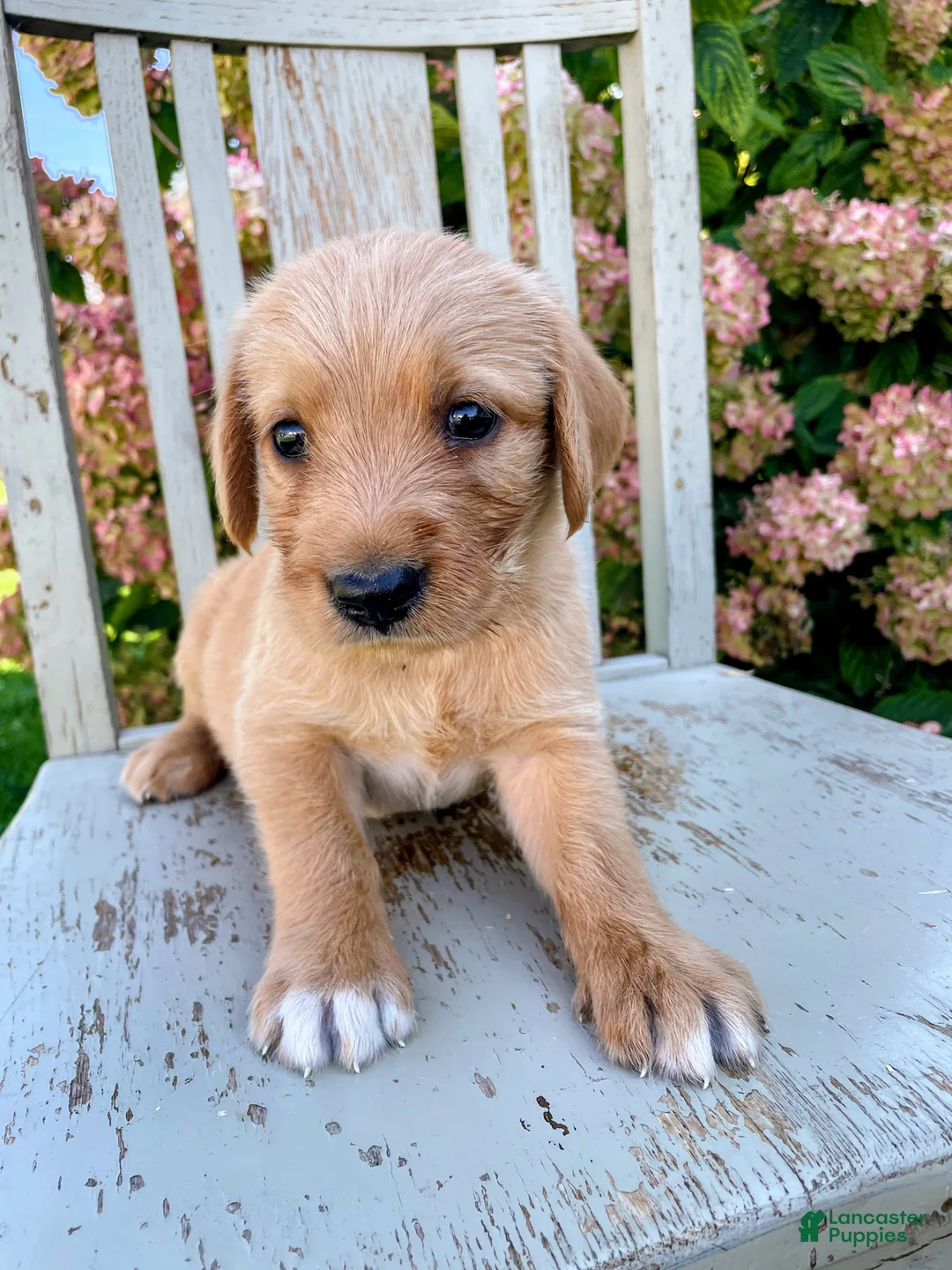 Mixed Breed dogs for sale: Peanut - Ad 1
