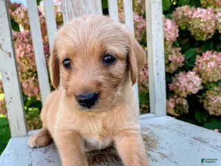 Mixed Breed dogs Peanut - Ad 1