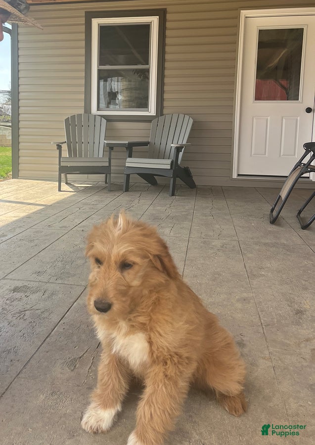 Goldendoodle dogs Susie - Ad 1