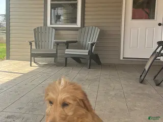 Goldendoodle dogs for sale: Susie - Ad 3